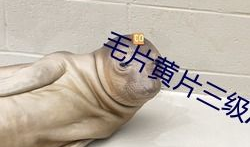 三级毛片视频,背后隐藏的真相与警示